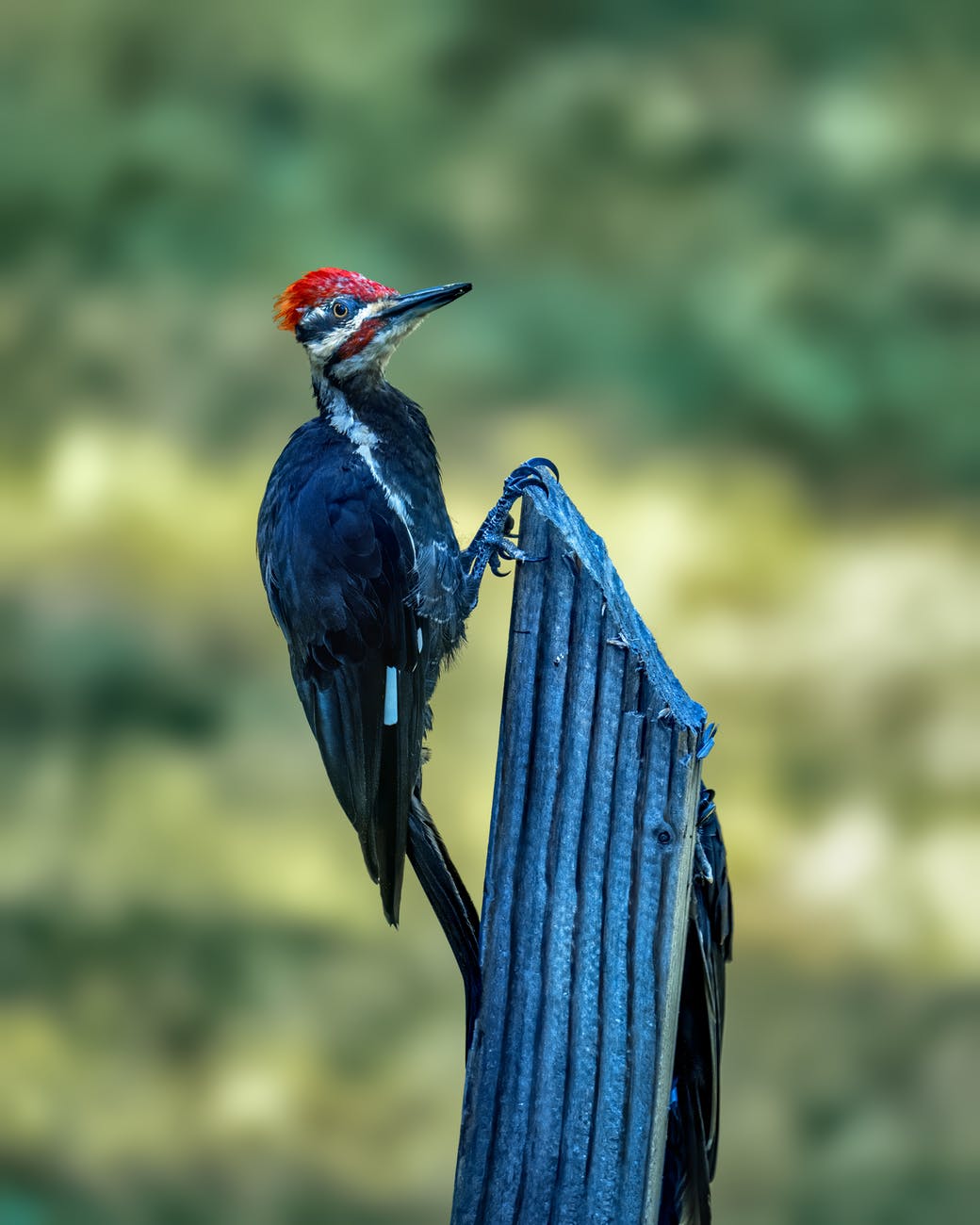 woodpecker sitting on surface in nature