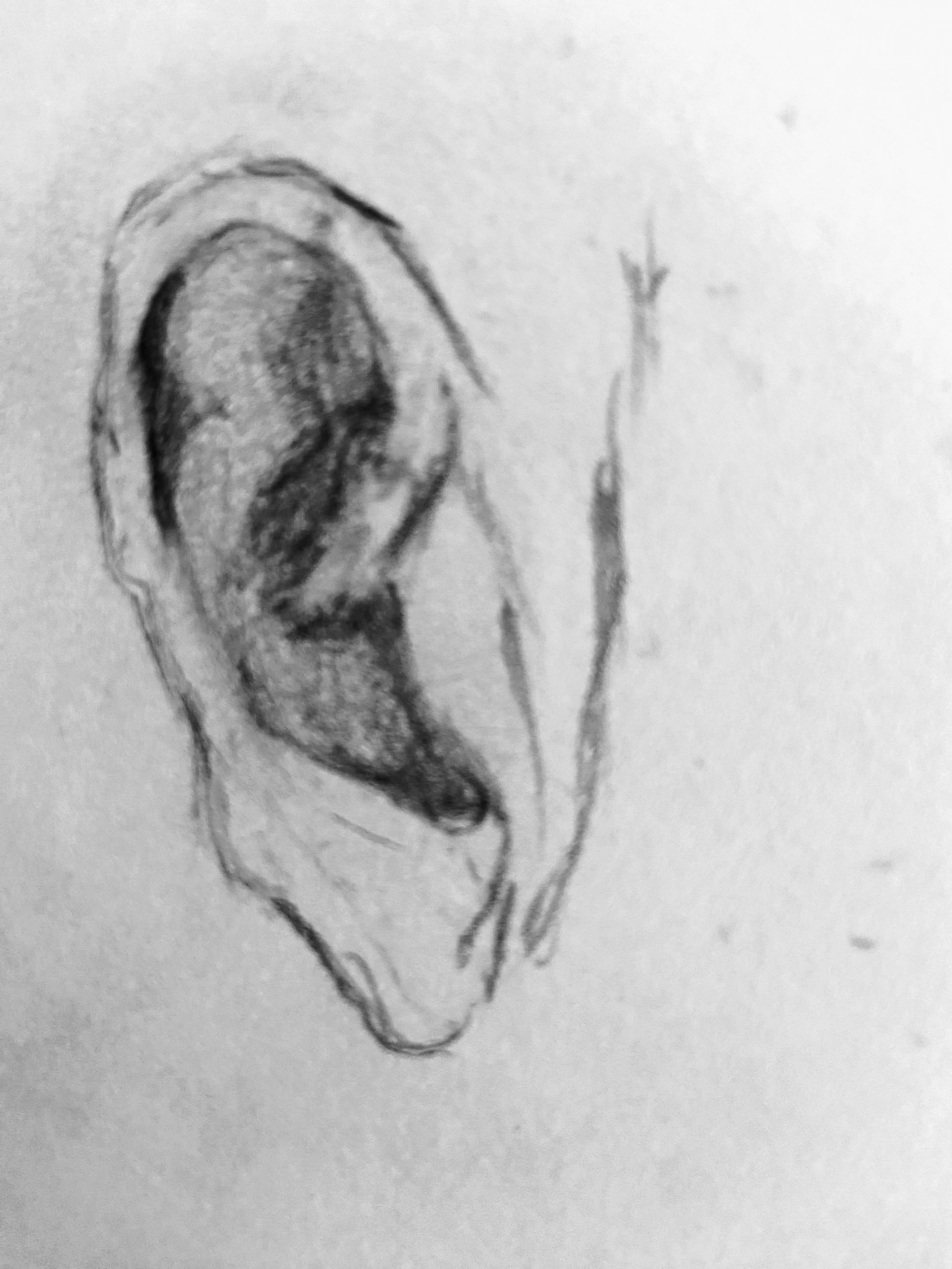 Pencil sketch of an ear