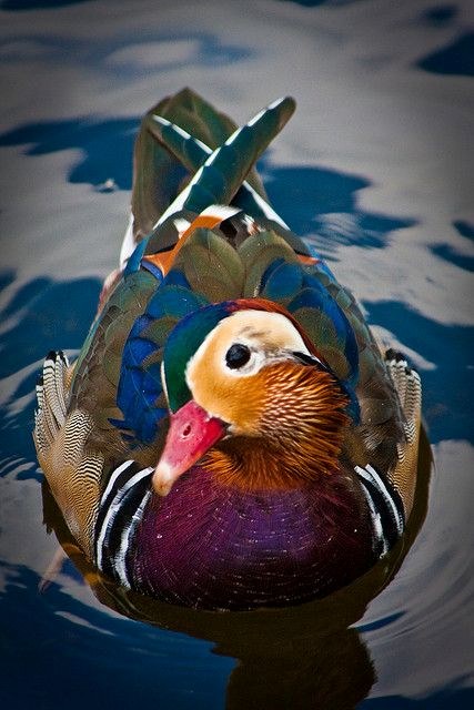Photo of a Mandaring Duck