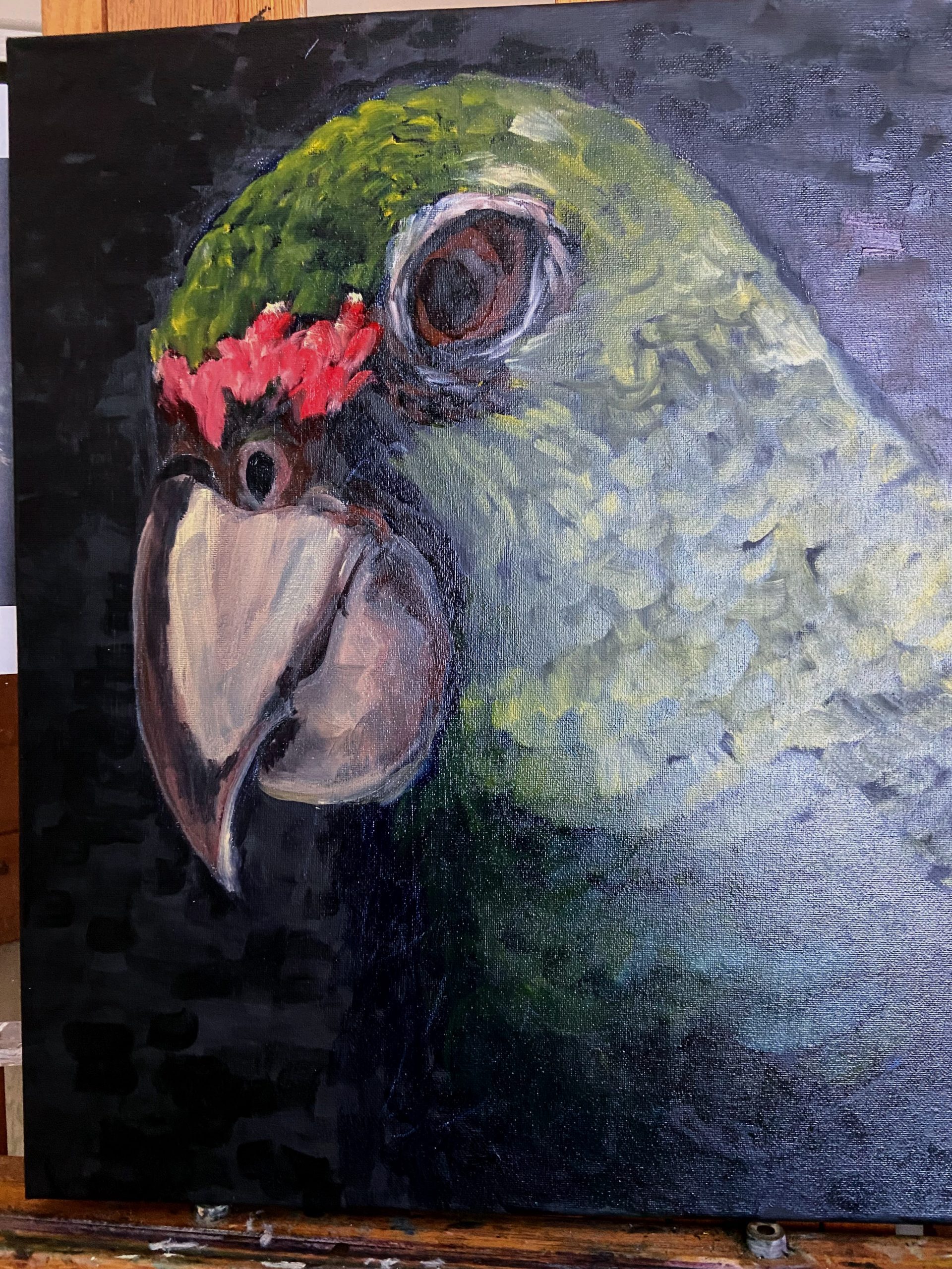 First draft painting of a parrot head done in oils