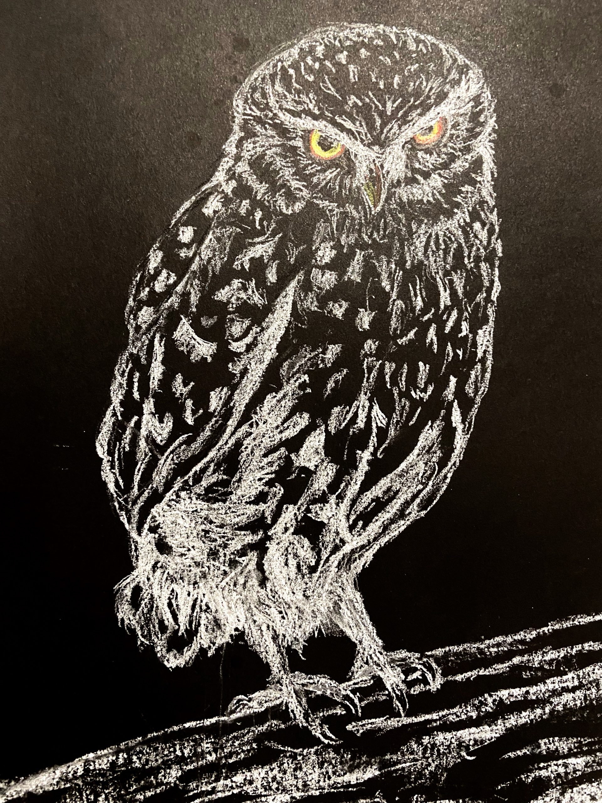 Black and white sketch of a Pygmy Owl done with white charcoal on black paper. 
