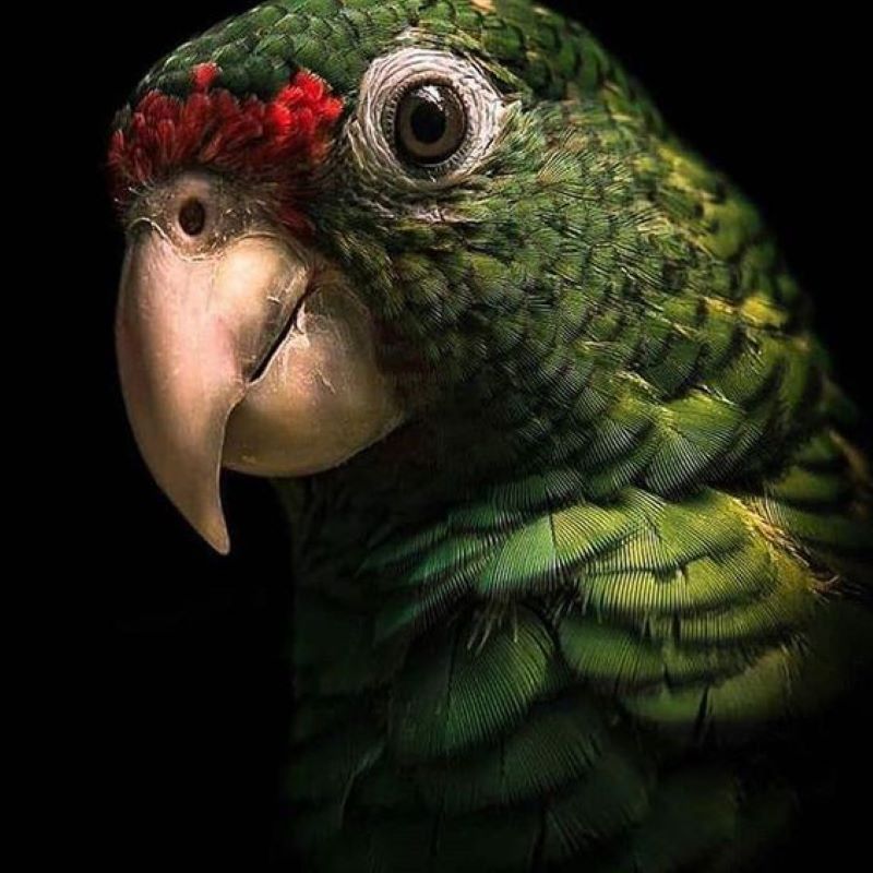 Photo of the head of a parrot