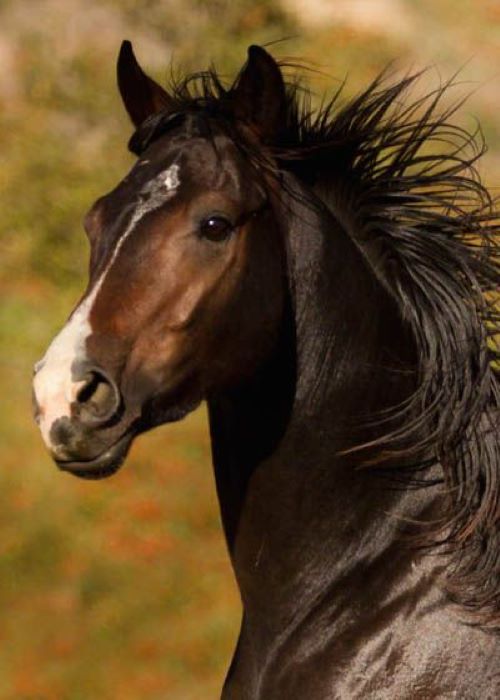 Photograph of a dark bay horse with a striking mane
