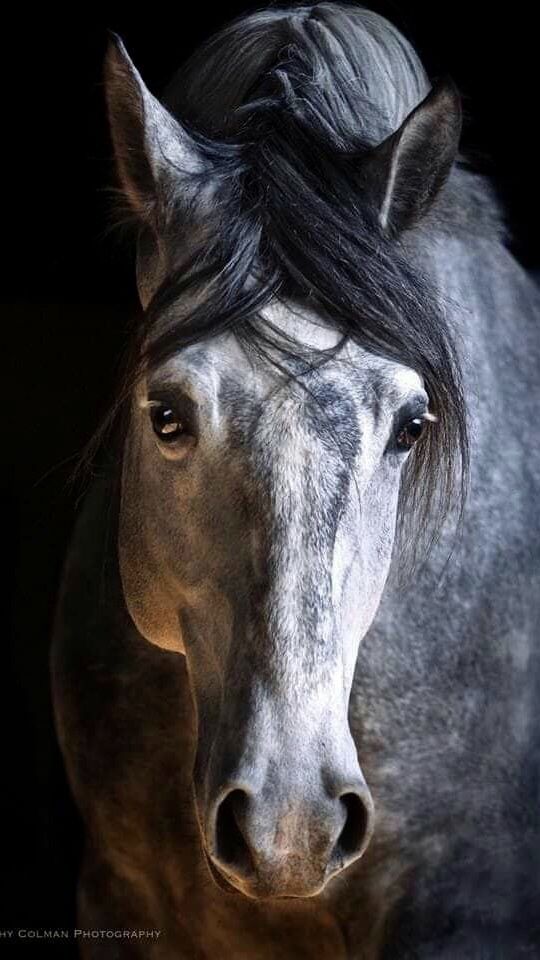 Photo of a dapple gray horse 