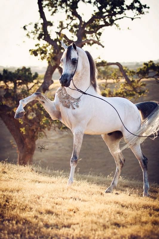 Photo reference of a White Arabian Horse